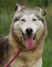 JANNY, Hund, Mischlingshund in Bulgarien - Bild 2