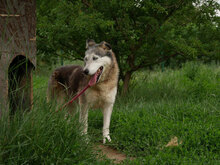 JANNY, Hund, Mischlingshund in Bulgarien - Bild 4