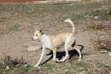 CHANDLER, Hund, Podenco in Spanien - Bild 3