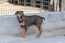 RASTY, Hund, Anglo-Francais-Mix in Spanien - Bild 2