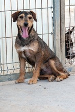 RASTY, Hund, Anglo-Francais-Mix in Spanien - Bild 3