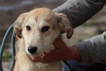 MUARA, Hund, Mischlingshund in Rumänien - Bild 1