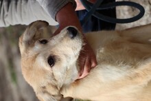 MUARA, Hund, Mischlingshund in Rumänien - Bild 3