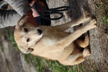 MUARA, Hund, Mischlingshund in Rumänien - Bild 4
