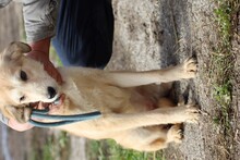 MUARA, Hund, Mischlingshund in Rumänien - Bild 5