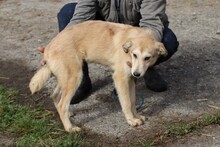 MUARA, Hund, Mischlingshund in Lohra-Reimershausen - Bild 2