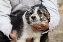 LIVI, Hund, Mischlingshund in Rumänien - Bild 1