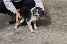 LIVI, Hund, Mischlingshund in Rumänien - Bild 2