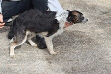 LIVI, Hund, Mischlingshund in Rumänien - Bild 3