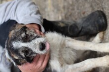 LIVI, Hund, Mischlingshund in Rumänien - Bild 4