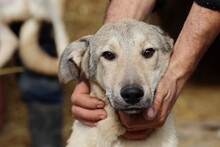 CLUSO, Hund, Mischlingshund in Rumänien - Bild 1