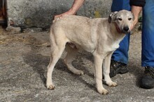 CLUSO, Hund, Mischlingshund in Rumänien - Bild 2