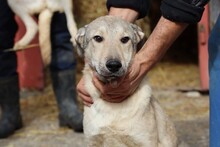 CLUSO, Hund, Mischlingshund in Rumänien - Bild 3