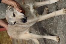 CLUSO, Hund, Mischlingshund in Rumänien - Bild 4