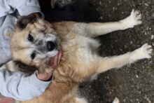 MYRILLA, Hund, Golden Retriever-Mix in Rumänien - Bild 2