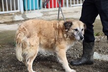 MYRILLA, Hund, Golden Retriever-Mix in Rumänien - Bild 3