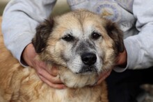 MYRILLA, Hund, Golden Retriever-Mix in Rumänien - Bild 4