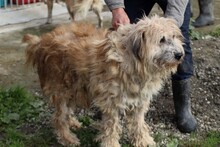 CALIXO, Hund, Bearded Collie-Briard-Mix in Rumänien - Bild 2