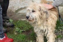 CALIXO, Hund, Bearded Collie-Briard-Mix in Rumänien - Bild 3