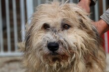 CALIXO, Hund, Bearded Collie-Briard-Mix in Lohra-Reimershausen - Bild 1