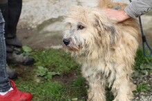 CALIXO, Hund, Bearded Collie-Briard-Mix in Lohra-Reimershausen - Bild 3