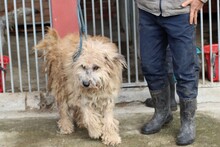 CALIXO, Hund, Bearded Collie-Briard-Mix in Lohra-Reimershausen - Bild 4