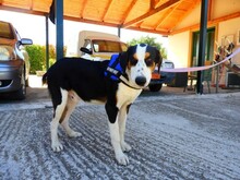 TRIKKIE, Hund, Mischlingshund in Griechenland - Bild 1