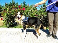 TRIKKIE, Hund, Mischlingshund in Griechenland - Bild 2