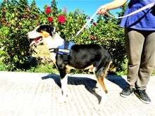 TRIKKIE, Hund, Mischlingshund in Griechenland - Bild 3