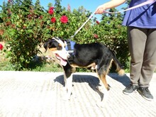 TRIKKIE, Hund, Mischlingshund in Griechenland - Bild 4