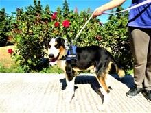 TRIKKIE, Hund, Mischlingshund in Griechenland - Bild 5