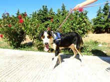 TRIKKIE, Hund, Mischlingshund in Griechenland - Bild 6