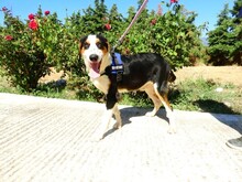 TRIKKIE, Hund, Mischlingshund in Griechenland - Bild 7