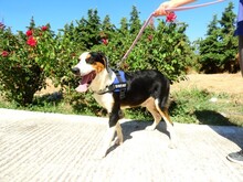 TRIKKIE, Hund, Mischlingshund in Griechenland - Bild 8