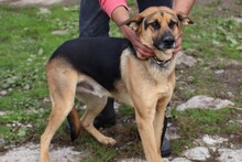 JACO, Hund, Deutscher Schäferhund in Rumänien - Bild 2