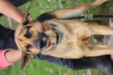 JACO, Hund, Deutscher Schäferhund in Rumänien - Bild 3