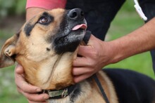 JACO, Hund, Deutscher Schäferhund in Rumänien - Bild 4
