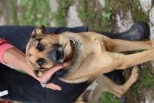 JACO, Hund, Deutscher Schäferhund in Rumänien - Bild 5