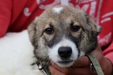 KHANA, Hund, Mischlingshund in Rumänien - Bild 1