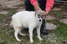 KHANA, Hund, Mischlingshund in Rumänien - Bild 2