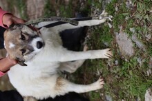 KHANA, Hund, Mischlingshund in Rumänien - Bild 3