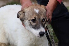 KHANA, Hund, Mischlingshund in Rumänien - Bild 4
