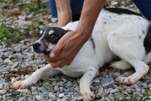 PUNTA, Hund, Mischlingshund in Rumänien - Bild 2