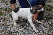 PUNTA, Hund, Mischlingshund in Rumänien - Bild 3