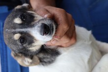 PUNTA, Hund, Mischlingshund in Rumänien - Bild 4