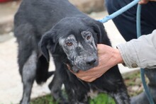 NUMA, Hund, Labrador-Mix in Rumänien - Bild 1