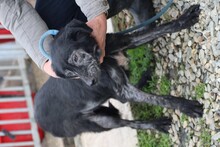 NUMA, Hund, Labrador-Mix in Rumänien - Bild 2