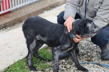 NUMA, Hund, Labrador-Mix in Rumänien - Bild 3