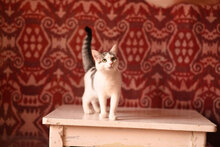 UKIUKI, Katze, Hauskatze in Bulgarien - Bild 8