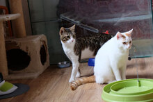 LITTLEONE, Katze, Hauskatze in Bulgarien - Bild 4